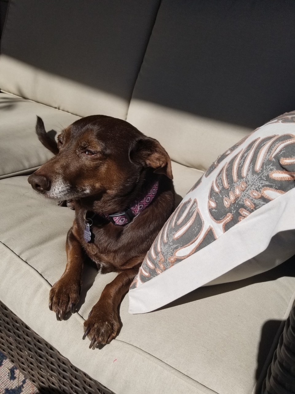 Genevieve's Dogs Dog Training, Walking, Sitting for Alpharetta